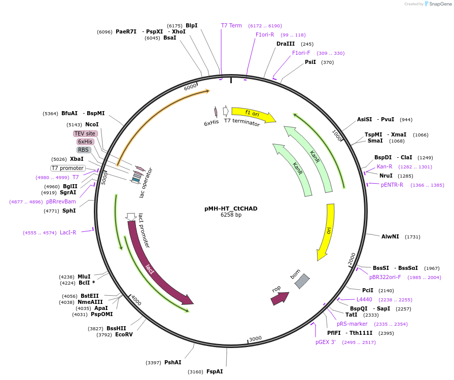 127785-plasmid-map-sequence-id-249695