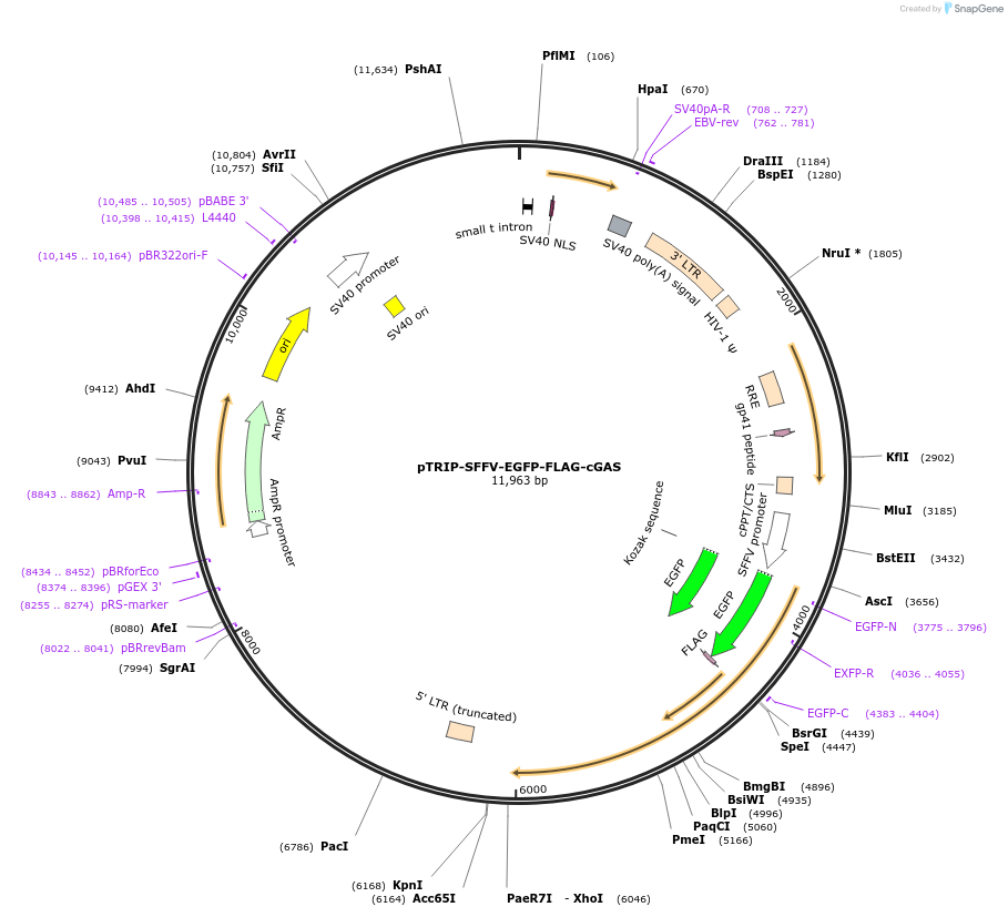 127661-plasmid-map-sequence-id-249698