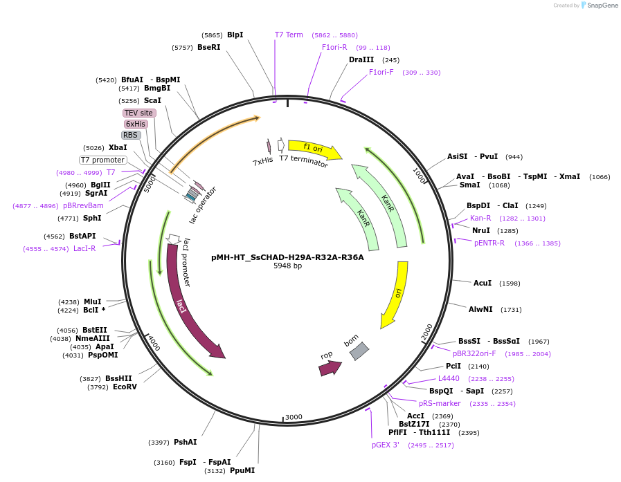 127786-plasmid-map-sequence-id-249708