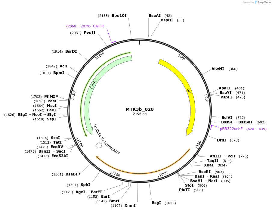 123801-plasmid-map-sequence-id-249716