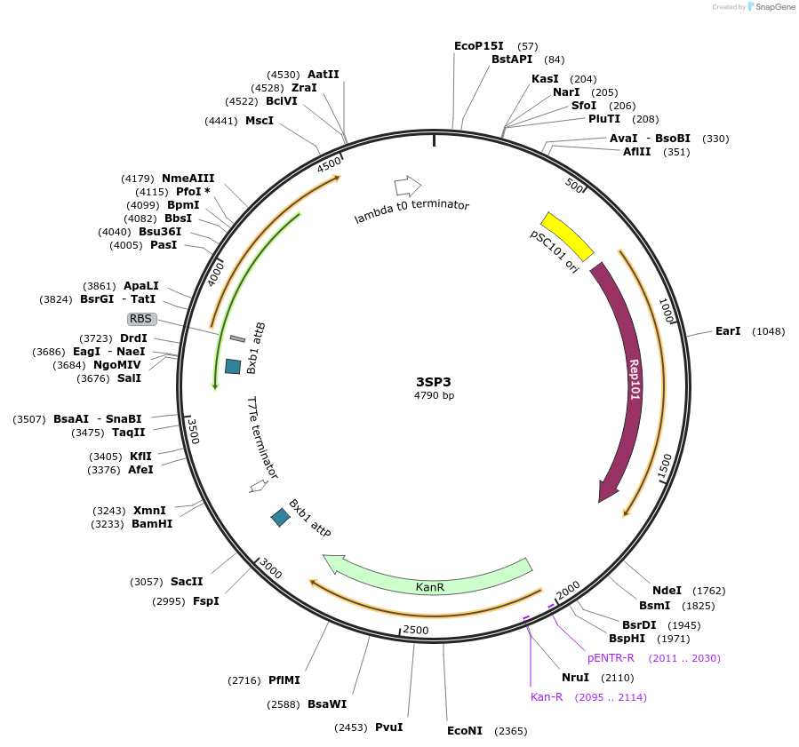 126537-plasmid-map-sequence-id-249723