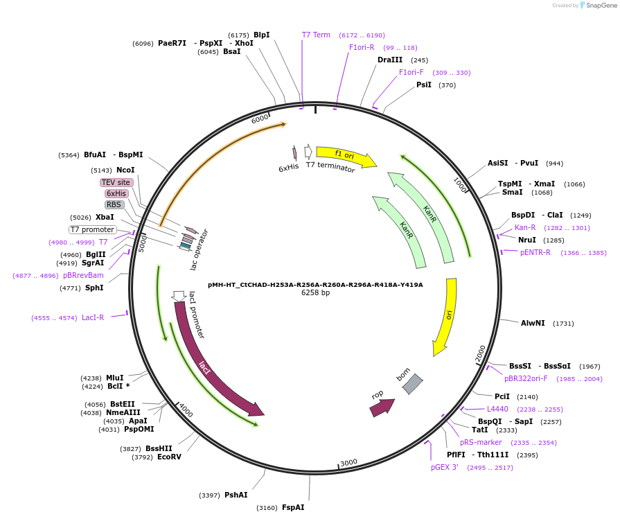 127790-plasmid-map-sequence-id-249735