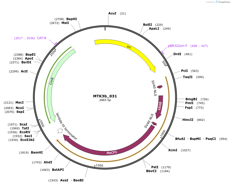 123809-plasmid-map-sequence-id-249737