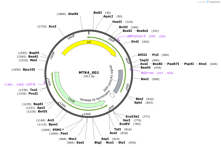 123810-plasmid-map-sequence-id-249738