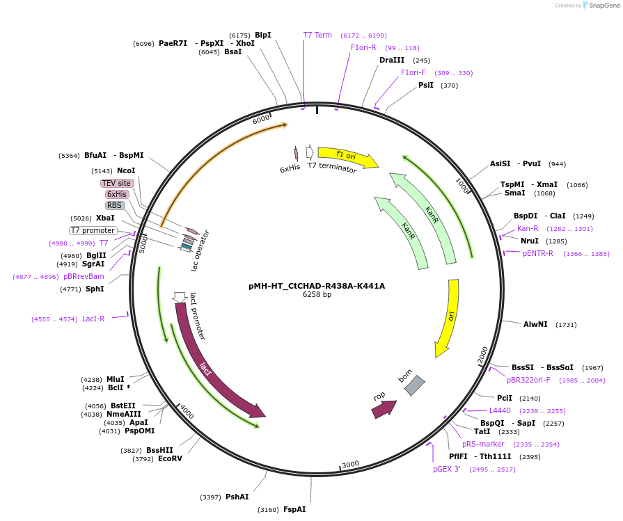127791-plasmid-map-sequence-id-249739