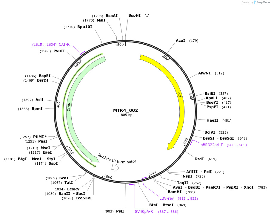 123811-plasmid-map-sequence-id-249751