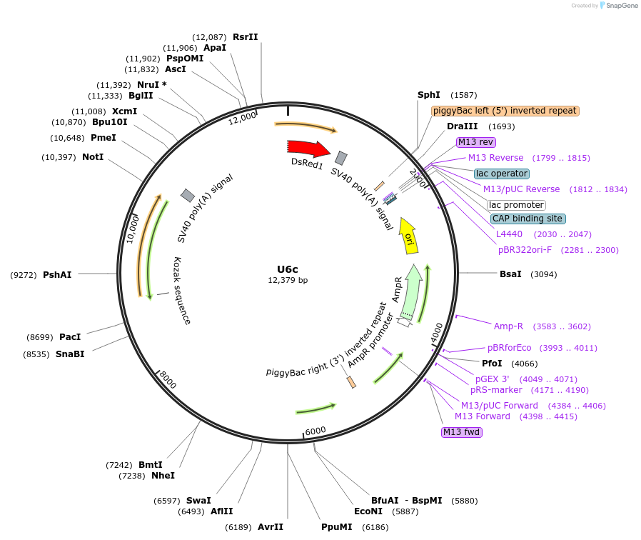 117223-plasmid-map-sequence-id-249754
