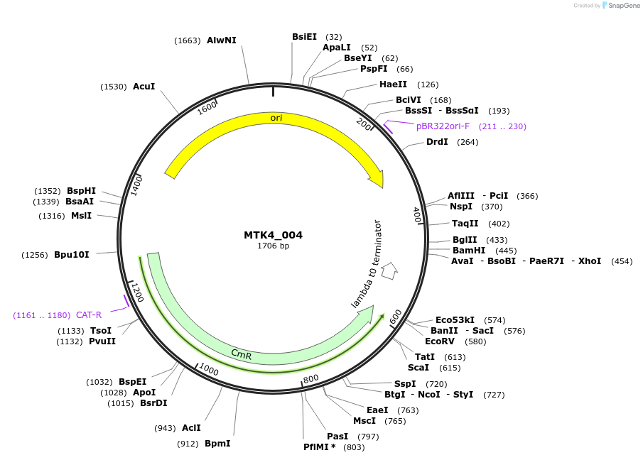 123813-plasmid-map-sequence-id-249755