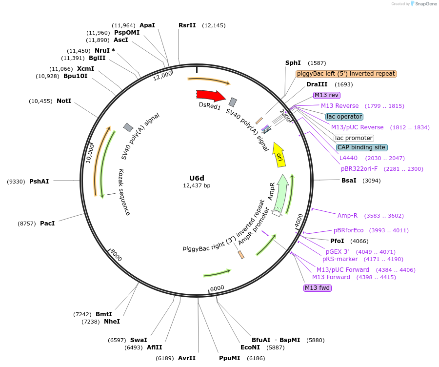 117224-plasmid-map-sequence-id-249758