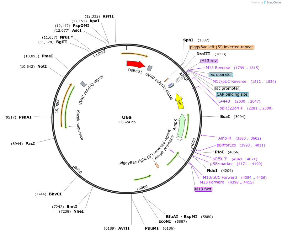 117221-plasmid-map-sequence-id-249760