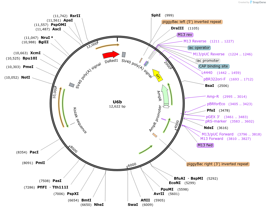 117222-plasmid-map-sequence-id-249769