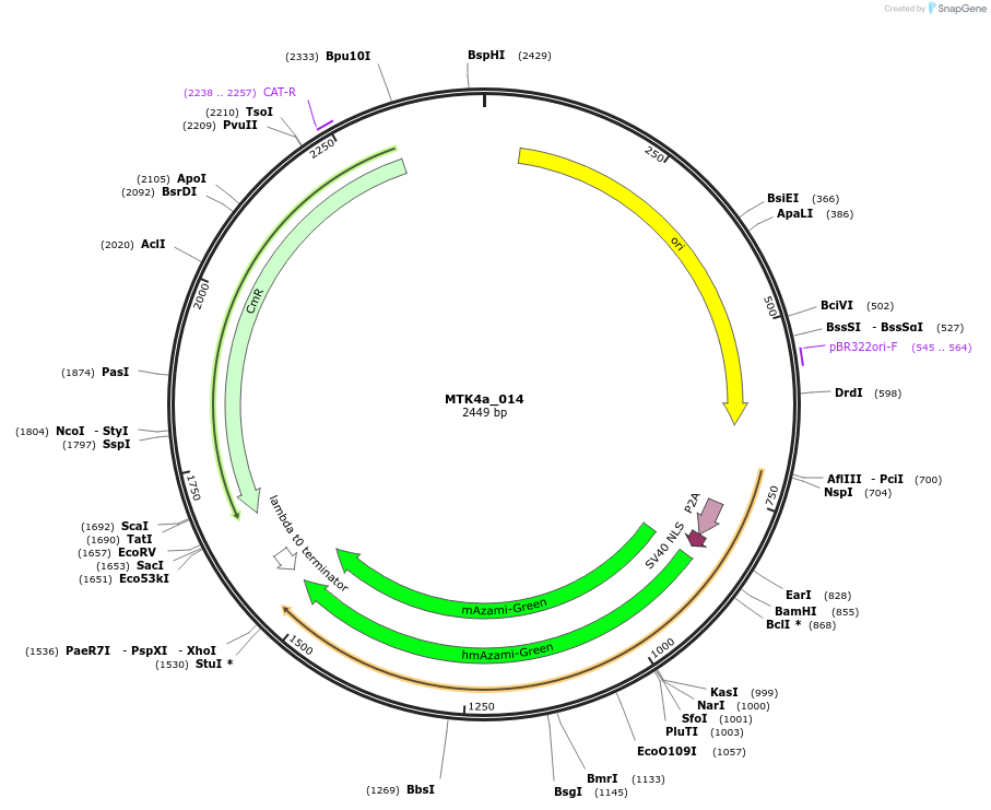 123827-plasmid-map-sequence-id-249773