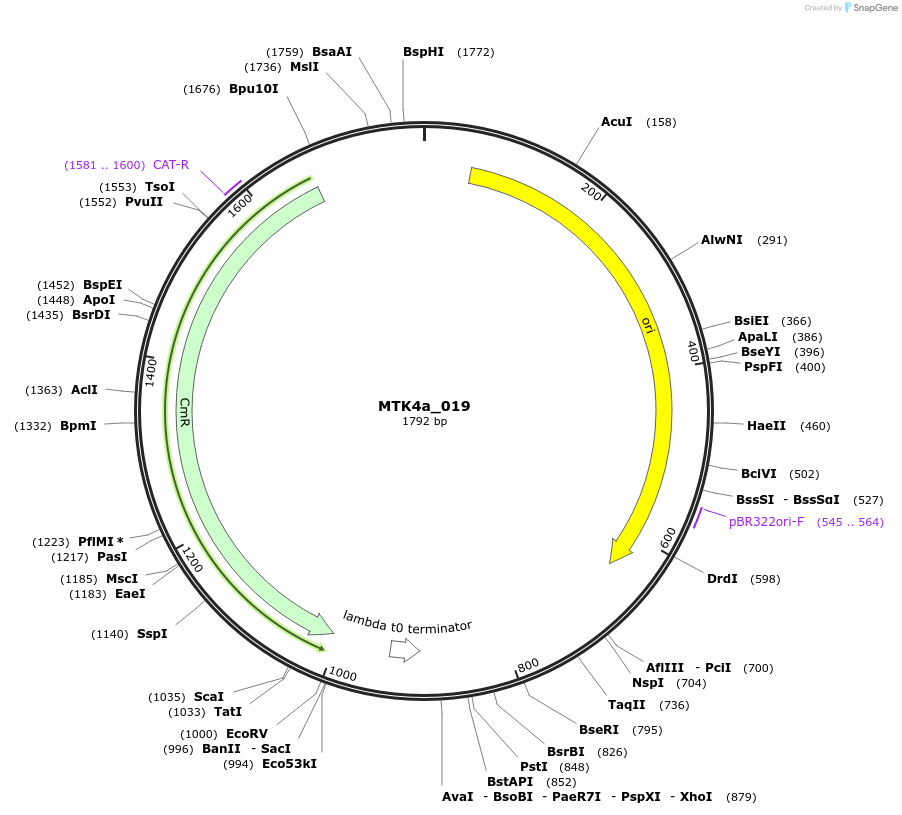 123832-plasmid-map-sequence-id-249779