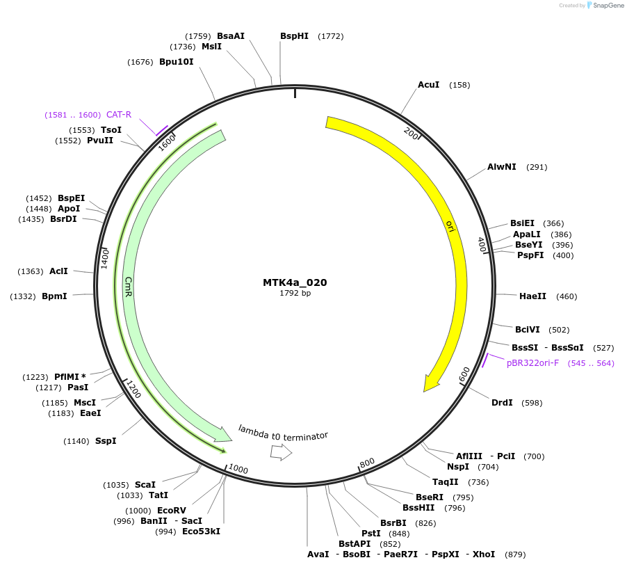 123833-plasmid-map-sequence-id-249781