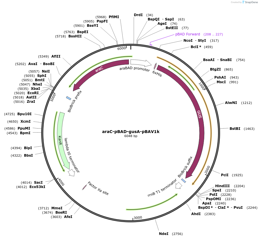 30502-plasmid-map-sequence-id-249783