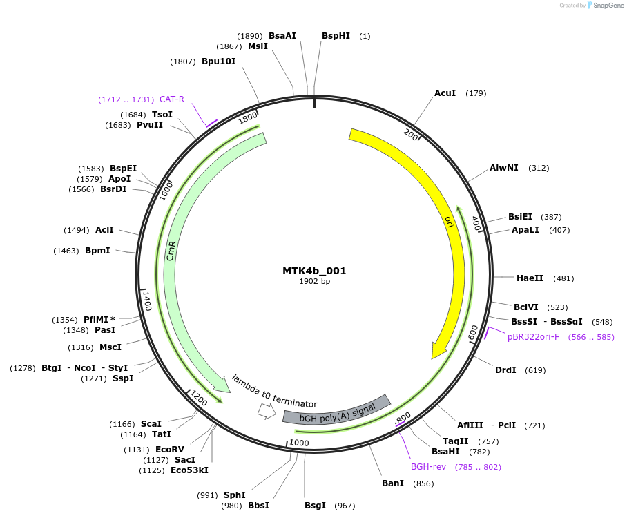 123840-plasmid-map-sequence-id-249792