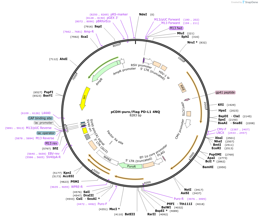 121456-plasmid-map-sequence-id-249794