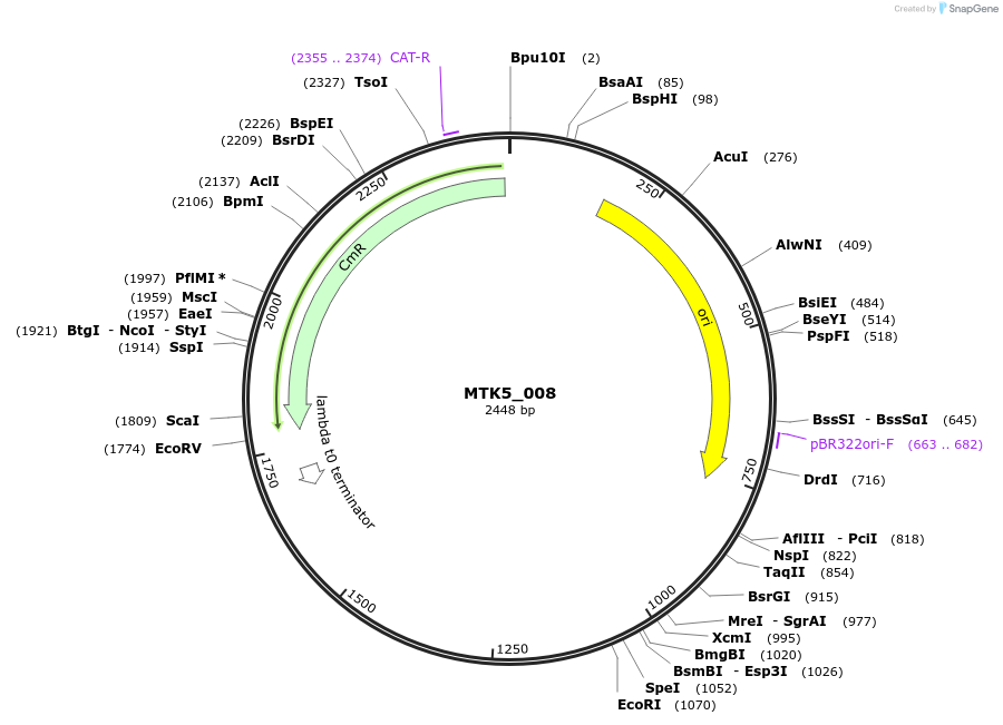 123852-plasmid-map-sequence-id-249799