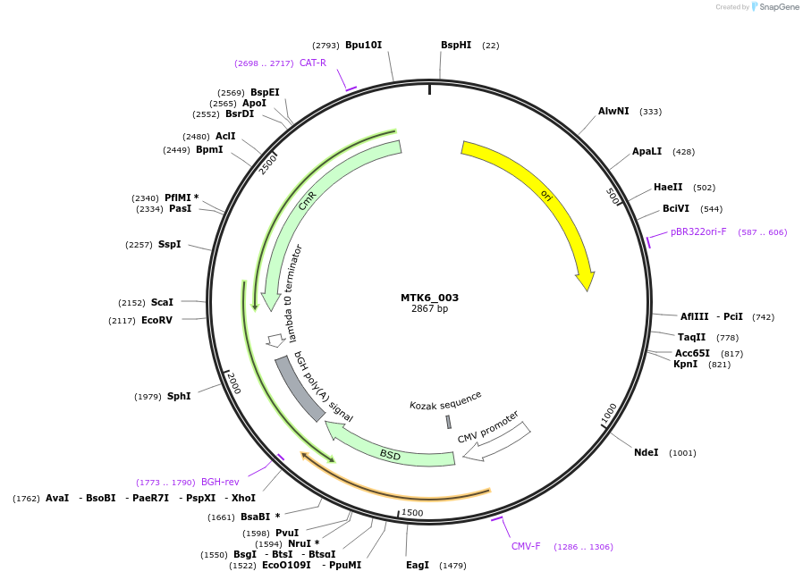 123857-plasmid-map-sequence-id-249804