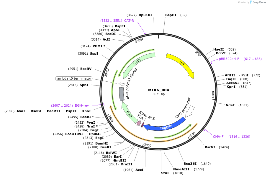 123858-plasmid-map-sequence-id-249805