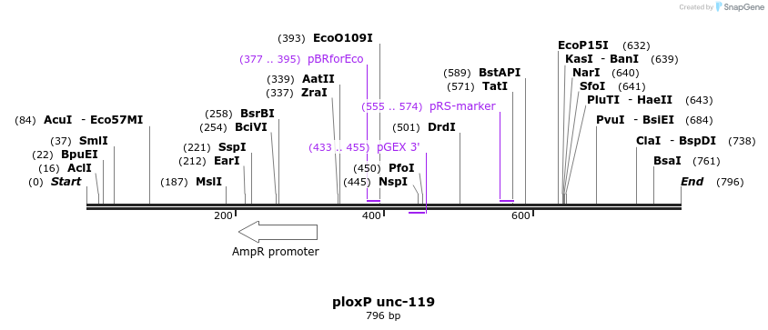 24981_map