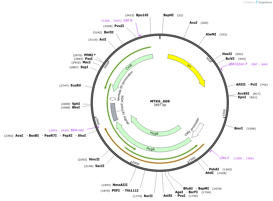 123863-plasmid-map-sequence-id-249814