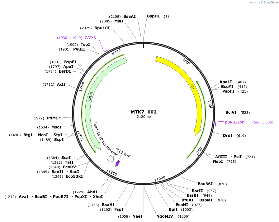 123871-plasmid-map-sequence-id-249821