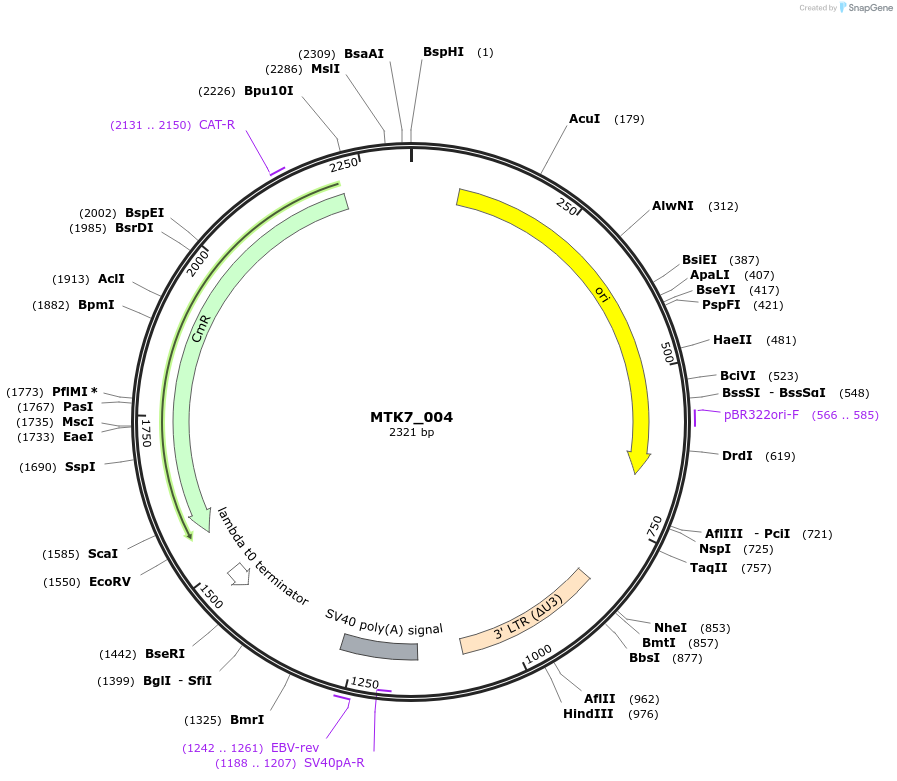 123872-plasmid-map-sequence-id-249822