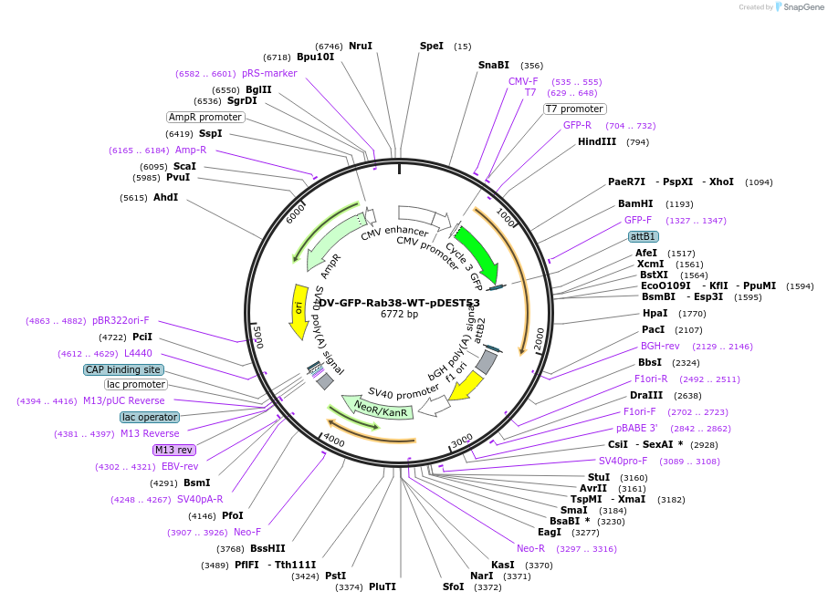 15669-plasmid-map-sequence-id-249963