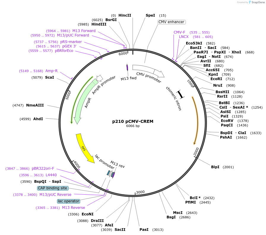 8395-plasmid-map-sequence-id-249970