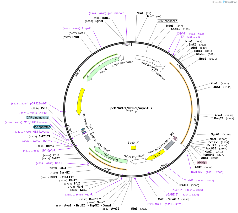 127503-plasmid-map-sequence-id-249975
