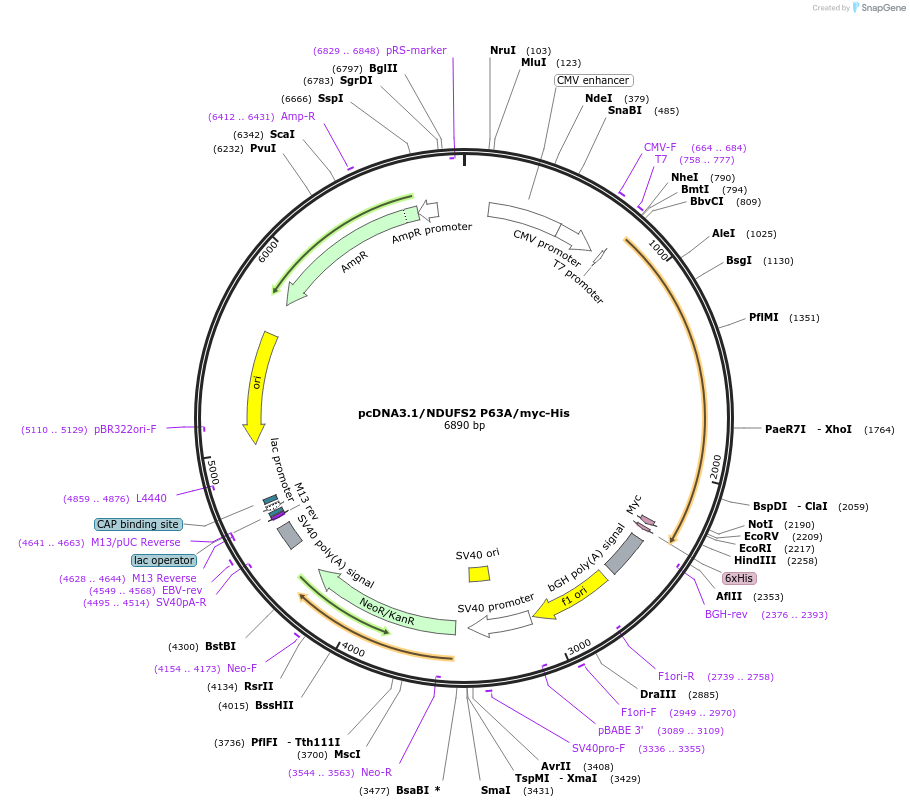 127502-plasmid-map-sequence-id-249976