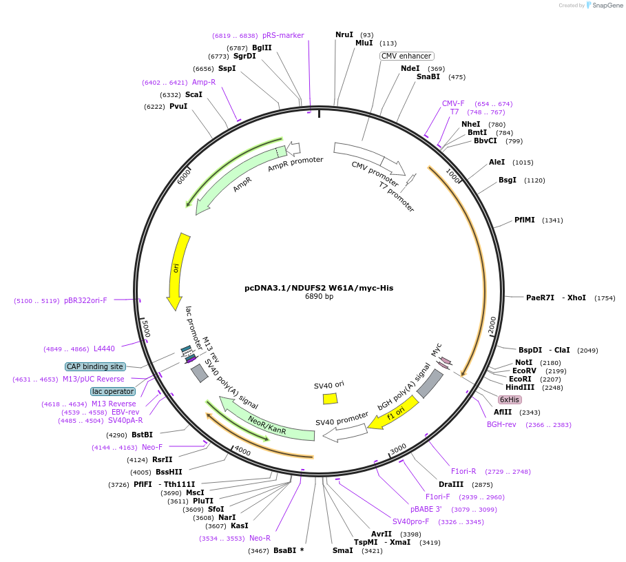 127500-plasmid-map-sequence-id-249978