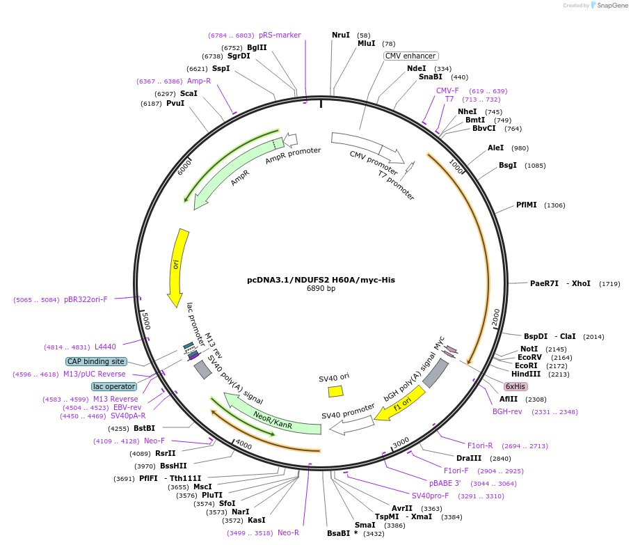 127499-plasmid-map-sequence-id-249979