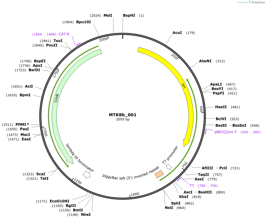 123890-plasmid-map-sequence-id-249986