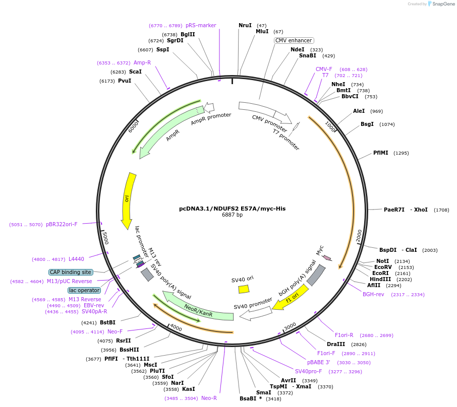 127497-plasmid-map-sequence-id-249987