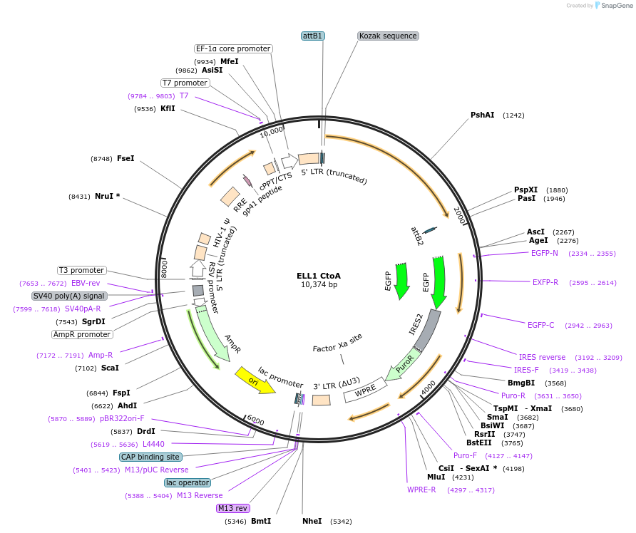 127279-plasmid-map-sequence-id-249989