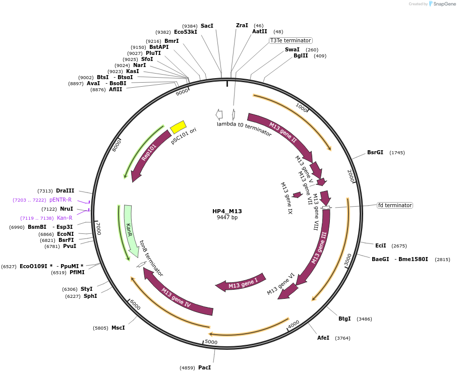 120340-plasmid-map-sequence-id-250004