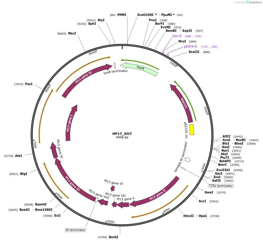 120346-plasmid-map-sequence-id-250005