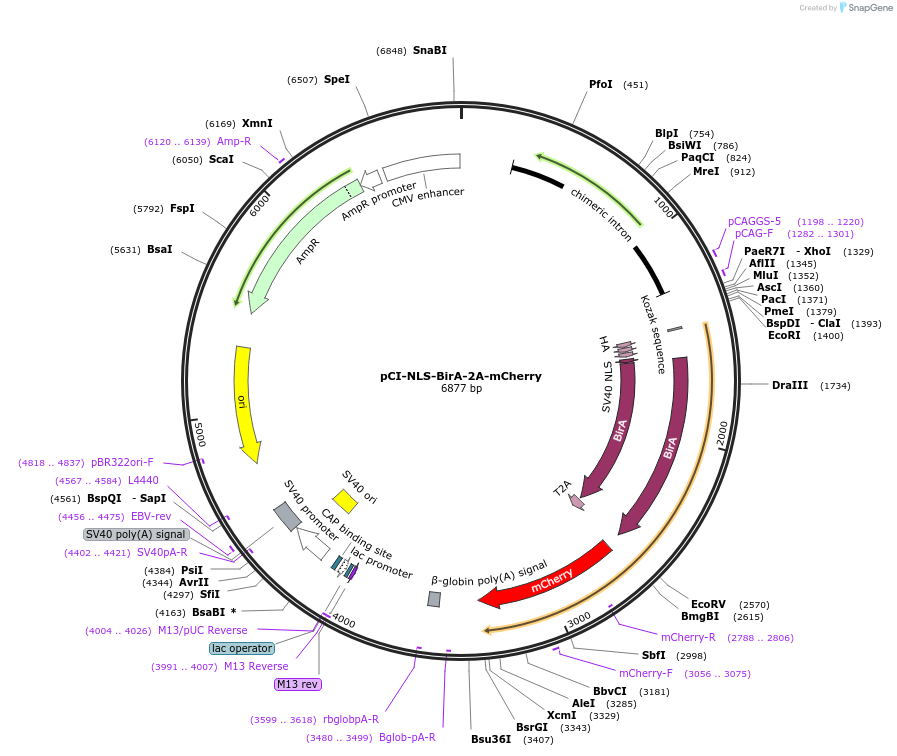 127781-plasmid-map-sequence-id-250008