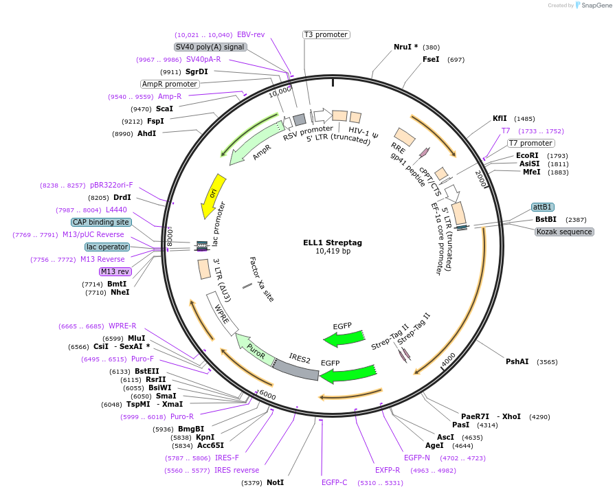 127278-plasmid-map-sequence-id-250019