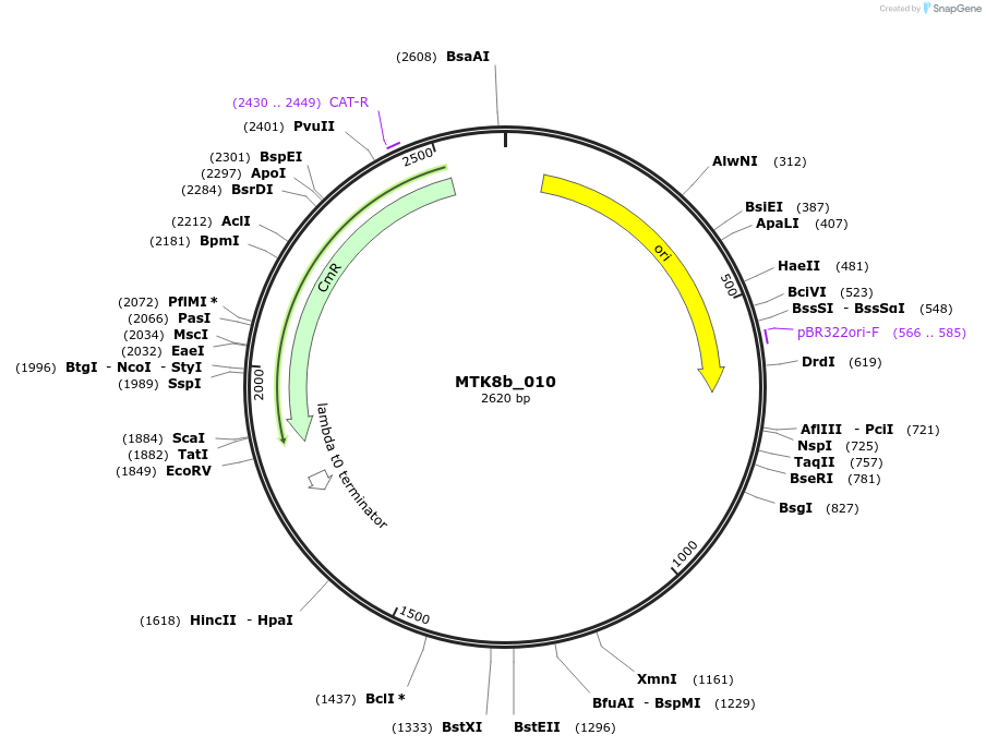 123897-plasmid-map-sequence-id-250030