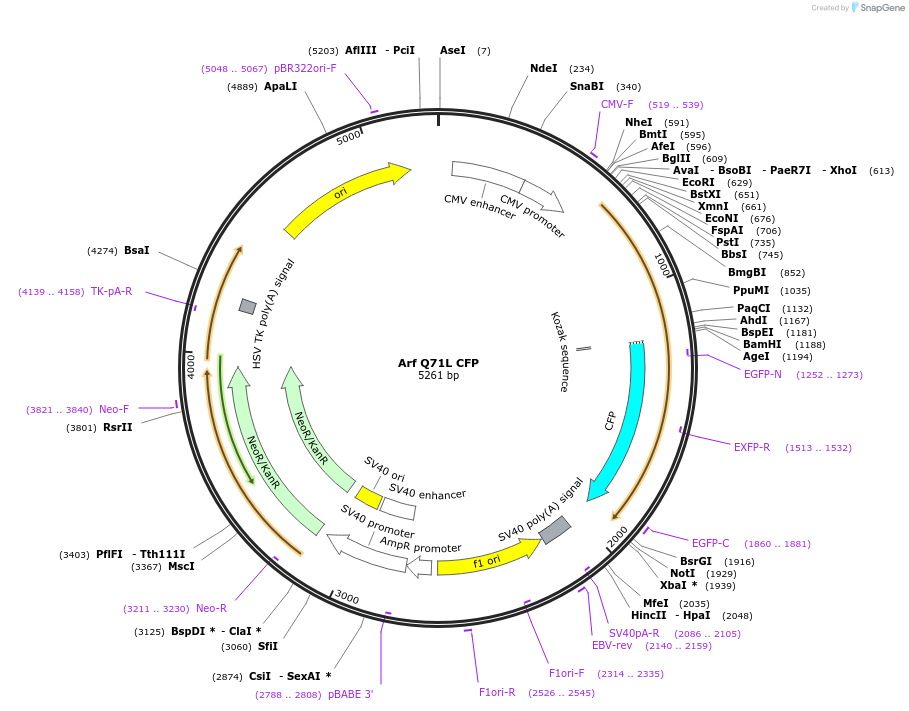 128149-plasmid-map-sequence-id-250035