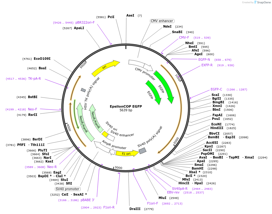 128151-plasmid-map-sequence-id-250037