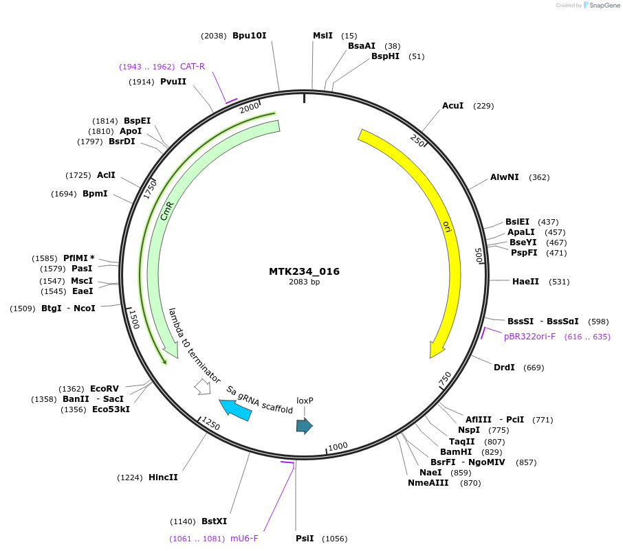 123904-plasmid-map-sequence-id-250044