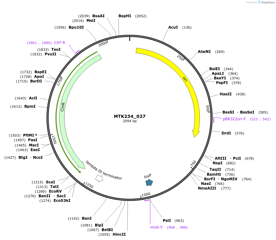 123907-plasmid-map-sequence-id-250048