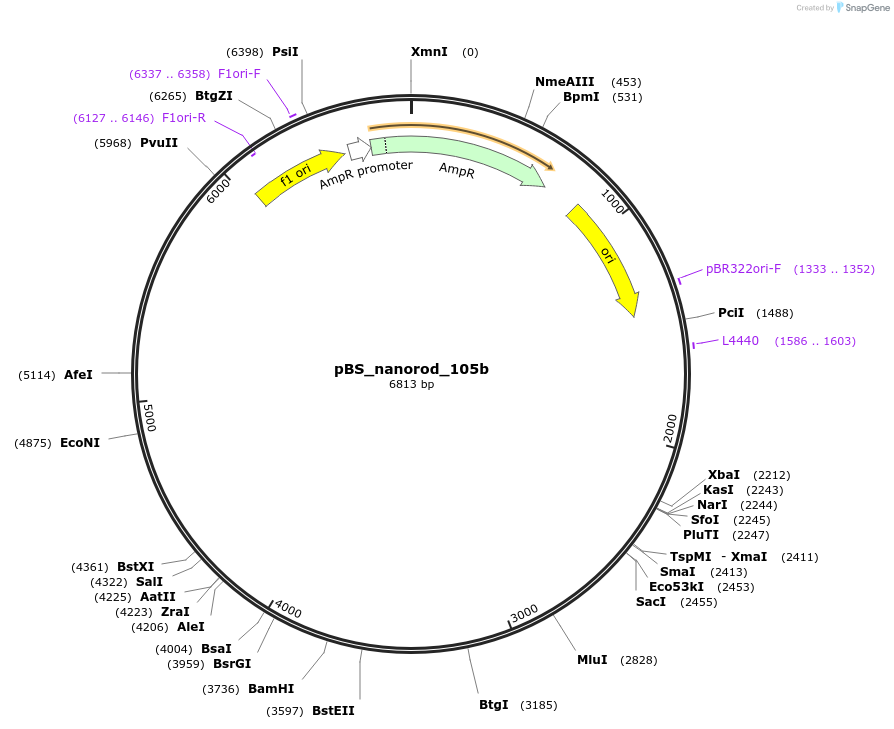 120347-plasmid-map-sequence-id-250055