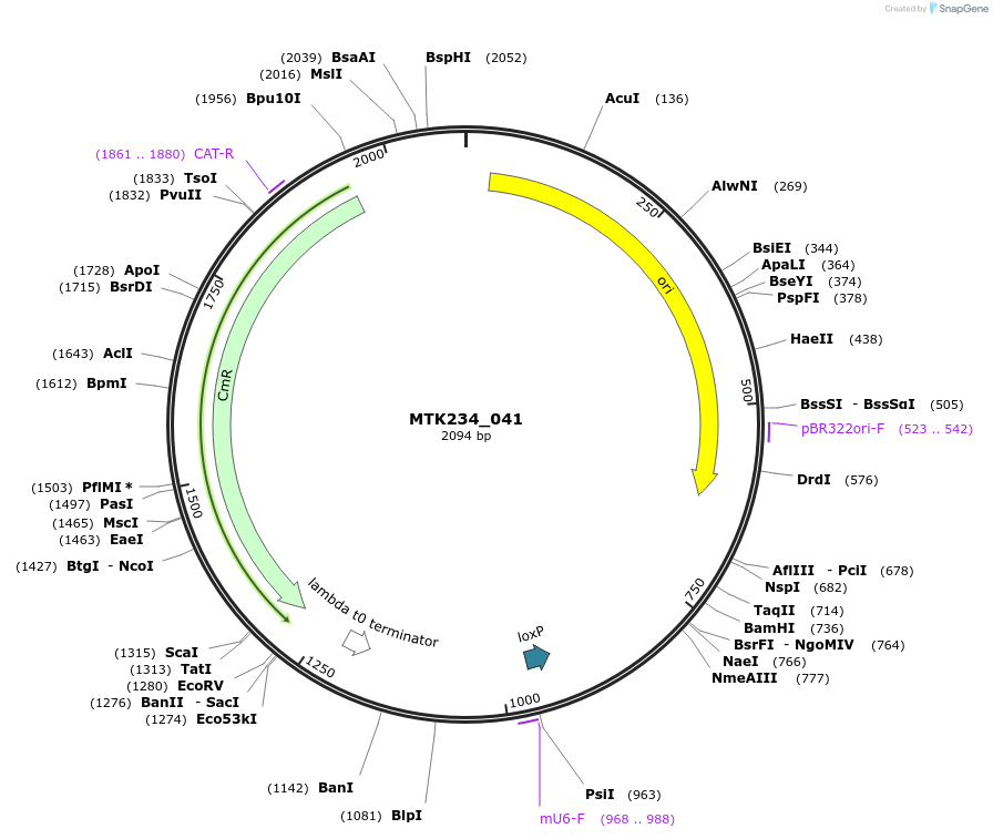 123916-plasmid-map-sequence-id-250062
