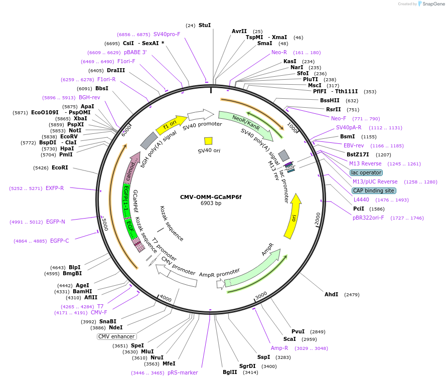 127874-plasmid-map-sequence-id-250063