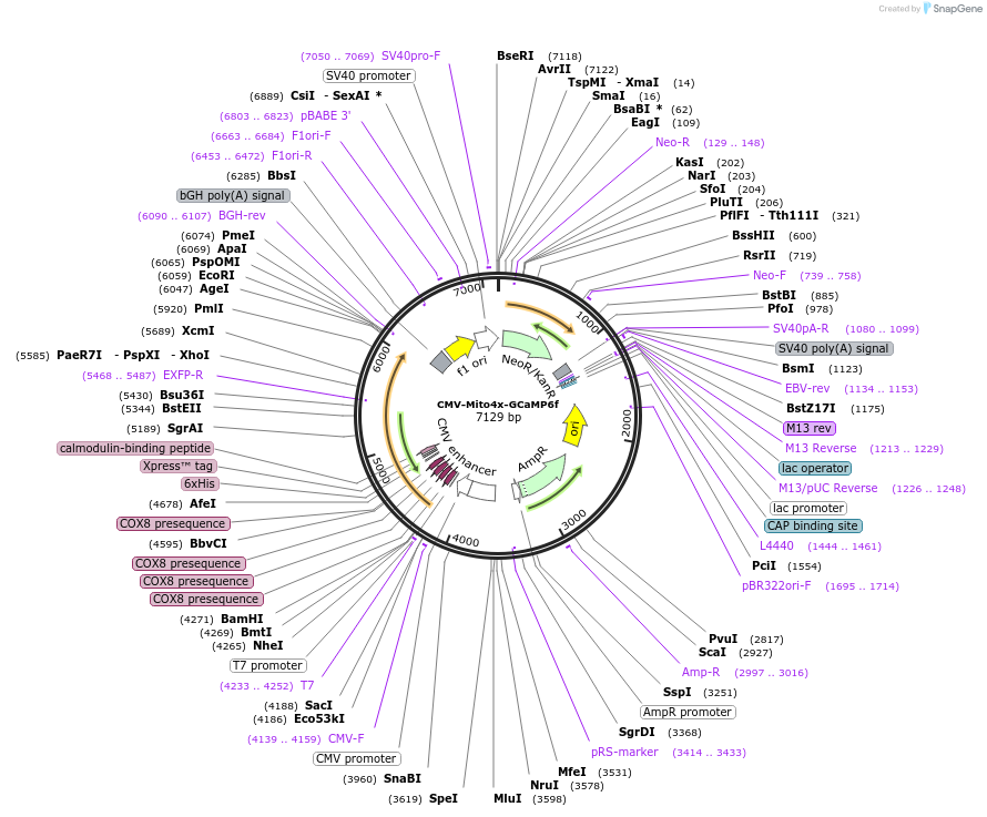 127870-plasmid-map-sequence-id-250067
